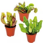 3x Mélange de plantes carnivores – Plante des marais – Entretien facile?6 cm ?05-10 cm - Red