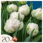 Tulipa Snow Crystal - Bulbes à fleurs x20 - Tulipe - Blanc
