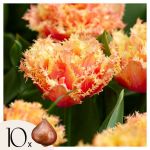 Tulipa Brisbane - Bulbes de fleurs x10 - Tulipe - Rose