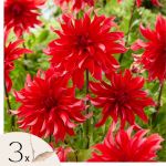 Dahlias - Set de 3 - Dahlia 'Labyrinth Red' - Bulbes &agrave; fleurs - Rouge