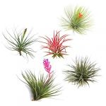 Tillandsia mélange de plantes - Mix de 6 - Hauteur 5-15cm - Vert