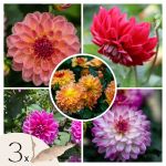 Dahlias - Set de 3 - Dahlia 'Pacific Mix' - Bulbes &agrave; fleurs - Vert