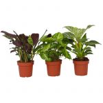Plant In A Box - Home Mix - M&eacute;lange de 3 - Facile &agrave; entretenir - Pots 12cm - Hauteur 25-40cm - Vert