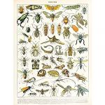 Millot Encyclopedia Page Insects Cicada Unframed Wall Art Print Poster Home Decor Premium Mur Affiche Accueil Déco