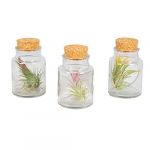3x Tillandsia en verre - Plantes aériennes - Facile d'entretien – ?5 cm - ?05 cm - Various colors