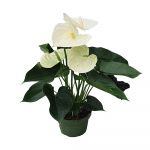 Langue de feu - Anthurium 'Alpine White' - Hauteur 40-55cm - &oslash;14cm