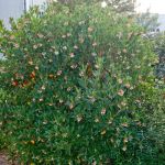 Arbousier, Arbre aux fraises Compacta/Pot de 4L