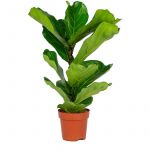 Ficus Lyrata 'Enfant' - Lyre Figuier par unit&eacute; - Plante d'int&eacute;rieur en pot de culture ?17 cm - ?50-60 cm - Green