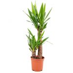 Yucca 'Elephantipes' 2 tigres | Palmlelie per stuk - Kamerplant en kwekerspot D17 cm - H60-70 cm