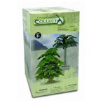 Collecta Arbres: Ginkgo Biloba