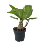 Plant In Box - Brighamia Insignis