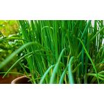 100 Graines De Cosmos Blanc Rose Et Rouge