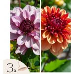 Dahlias - Set de 3 - Dahlia 'Sweet & Honey' - Bulbes &agrave; fleurs - Vert