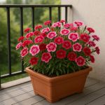 50 graines &agrave; semer - Le Grenier dAbondance - OEILLET De Chine - Dianthus Chinensis