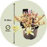 Plant In A Box - Hebe pinguifolia - Mélange de 6 - Arbuste - Pot 10.5cm - Hauteur 15-20cm - Violet