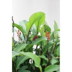 10 graines de Fleurs à semer - Le Grenier d' Abondance - CANNA - Canna Tuerckheimii