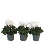 Cyclamen persicum 'Metis White' - Set de 3 - Pot 9cm - Hauteur 10-20cm