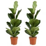 Lot de 2 - Ficus Lyrata - Plante à feuilles de violon - Plantes d'intérieur - Purifiant l'air - Facile d'entretien - 80-100 cm de haut - Pot 21 cm