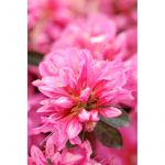 Azal&eacute;e du japon 'mme van hecke ' taille du pot - en pot de 3 litres