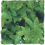 Zoo Med Plante Congo Ivy pour Terrarium