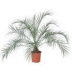 Plant In A Box - Phoenix rubelenii - Palmier dattier nain - Pot 21cm - Hauteur 80-90cm - Vert