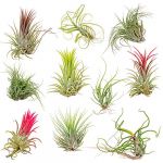 Bloomique - 10x Tillandsia Mix - Plantes aériennes - Plante d'intérieur - Facile d'entretien - Various colors