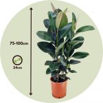 Ficus Elastica - Caoutchouc Robuste - Pot 24cm - Hauteur 75cm