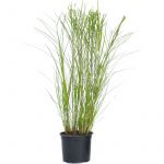 Miscanthus Gracilimus - Herbe ornementale - Pot 23cm - Hauteur 40-60cm