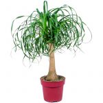 Beaucarnea 'Recurvata' - Patte d'&eacute;l&eacute;phant chaque - plante d'int&eacute;rieur en pot de p&eacute;pini&egrave;re ?24 cm - ?85 cm