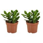 Lot de 2 - Crassula Ovata Arbre Magique - Plante de Jade - Plantes d'intérieur - Succulente - Très Facile d'Entretien - 15-20 cm de Haut - Pot 12 cm