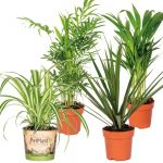 Bloomique - 4x Mélange purificateur d'air - Plante d'intérieur – ?12 cm ? 25-45cm - Green