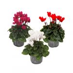 Cyclamen Persicum - Mix de 3 - Plantes d'intérieur - Pot 9cm - Hauteur 10-20cm