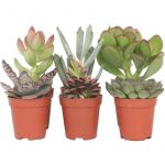 Plant In A Box - Mini Succulent - Mélange de 6 Pièces de Succulentes - Pot 5,5cm - Hauteur 5-10cm - Vert