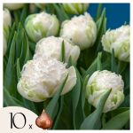 Tulipa Snow Crystal - Bulbes à fleurs x10 - Tulipe - Blanc