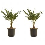 2x Trachycarpus Fortunei - Palmier éventail chinois - Palmier - Résistant à l'hiver - ?19 cm - ?50-60 cm