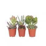 Plant In Box - Mini Succulentes - mélange de 60
