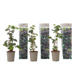 Plante de m&ucirc;re - Lot de 3 - Rubus Thornless - Hauteur 25-40cm - &iquest;9cm
