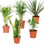 Bloomique - 5x M&eacute;lange facile d'entretien &ndash; Chamaedorea-Sansevieria-Clusia-Dypsis-Dracaena &ndash; ?12 cm - ?20-45 cm - Green