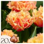 Tulipa Brisbane - Bulbes à fleurs x20 - Tulipe - Rose