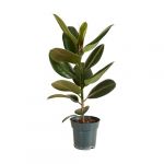 Bloomique - Ficus Elastica Robusta - Hévéa - Plante à caoutchouc - Plantes d'intérieur - Purificateur d'air - Très facile d'entretien - 50-60 cm de