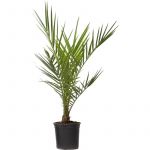 Phoenix Canariensis - Hauteur 50-60cm - Palmier Resistant - Pot 15cm
