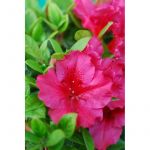 Azal&eacute;e du japon 'florida' taille du pot - en pot de 3 litres