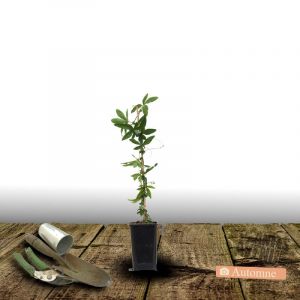 Passiflore edulis/Pot de 1,5L - Tuteur bambou 30/60 cm