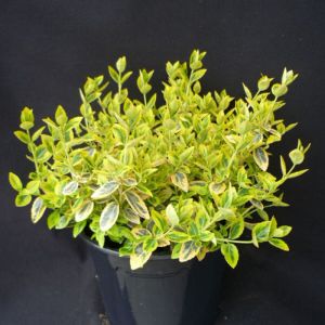Fusain de Fortune Emerald'n Gold/Pot de 7,5L - 40/60 cm