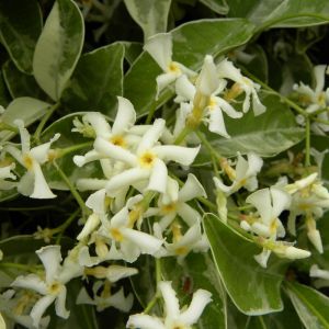 Jasmin &eacute;toil&eacute; jasmino&iuml;des Variegata | Conditionnement: Pot de 3L Ec lle bambou 60/120 cm