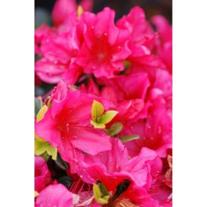 Image de Azal&eacute;e du japon 'arabesk' taille du pot - en pot de 3 litres