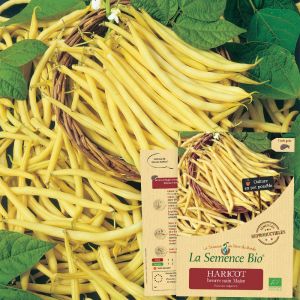 La Semence Bio Haricot beurre nain major