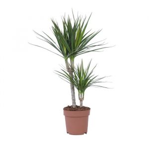 Dragonnier, Dracaena marginata, 70cm