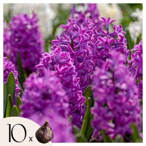 Bulbes de jacinthes - Lot de 10 - Hyacinthus 'Purple Voice' - Bulbes à fleurs