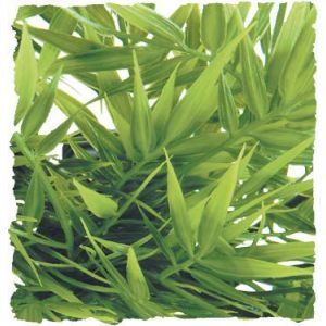 Image de Zoo Med Planta De Plastico Madagascar Bamboo Grande 110 Gr